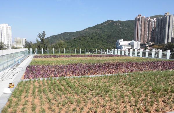 屋頂花園